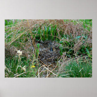 Mallard-Henne, die ihre Eier brütet Poster