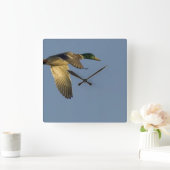 Mallard im Flight Square Wall Clock Quadratische Wanduhr (Zuhause)