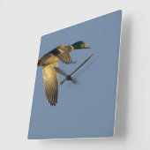Mallard im Flight Square Wall Clock Quadratische Wanduhr (Winkel)