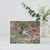 Mallard in Regent's Park Postkarte (Stehend Vorderseite)