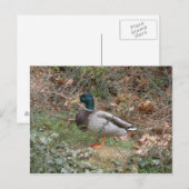 Mallard in Regent's Park Postkarte (Vorne/Hinten)