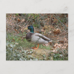 Mallard in Regent's Park Postkarte