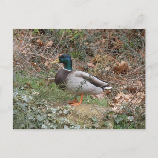 Mallard in Regent's Park Postkarte (Vorderseite)