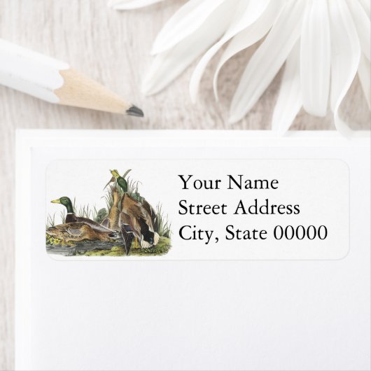 Mallard, John Audubon (Insitu)