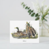 Mallard, John Audubon Postkarte (Stehend Vorderseite)