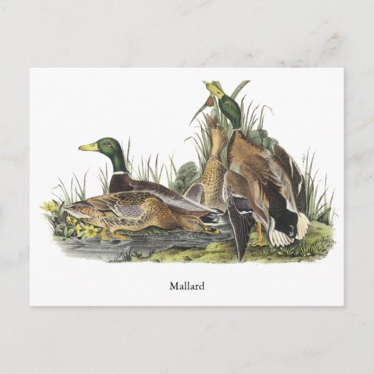 Mallard, John Audubon Postkarte (Vorderseite)