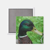 Mallard Magnet (Vorderseite/Rückseite)