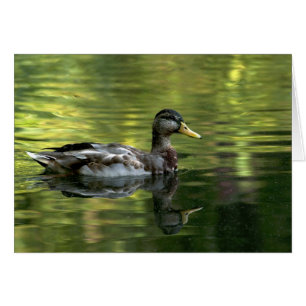 Mallard Mirrored auf grünem Wasser