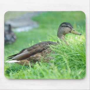 Mallard Mousepad