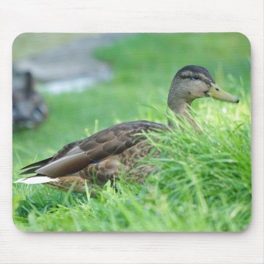 Mallard Mousepad (Vorne)