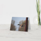 Mallard Note Card Karte (Vorderseite)