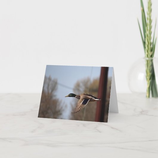 Mallard Note Card Karte (Vorderseite)