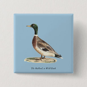 Mallard oder Wilde Ente (Anas platyrhynchos) Button