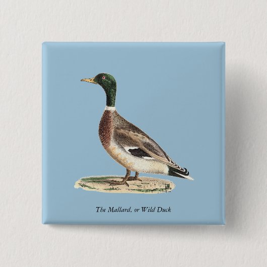 Mallard oder Wilde Ente (Anas platyrhynchos) Button (Vorderseite)