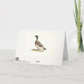 Mallard oder Wilde Ente (Anas platyrhynchos) Karte (Rückseite)