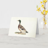 Mallard oder Wilde Ente (Anas platyrhynchos) Karte (Gelbe Blume)