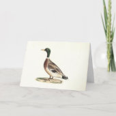 Mallard oder Wilde Ente (Anas platyrhynchos) Karte (Vorderseite)