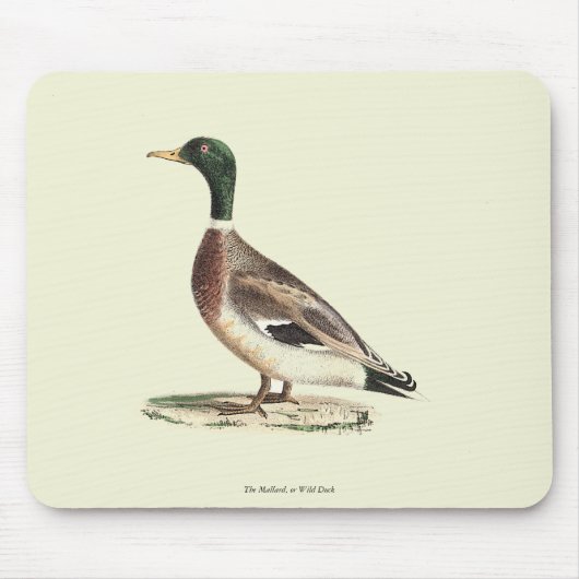 Mallard oder Wilde Ente (Anas platyrhynchos) Mousepad (Vorne)