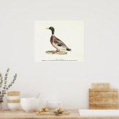 Mallard oder Wilde Ente (Anas platyrhynchos) Poster (Küche)