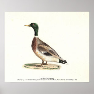 Mallard oder Wilde Ente (Anas platyrhynchos) Poster
