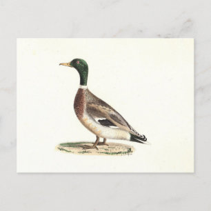 Mallard oder Wilde Ente (Anas platyrhynchos) Postkarte