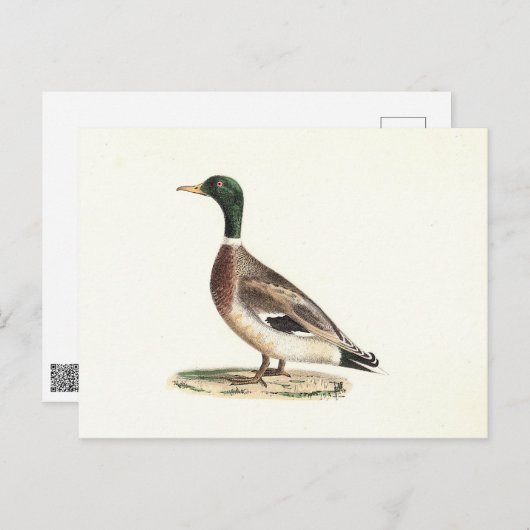 Mallard oder Wilde Ente (Anas platyrhynchos) Postkarte (Vorne/Hinten)