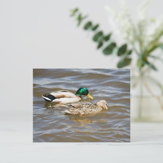 Mallard Paar Postkarte (Stehend Vorderseite)