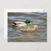 Mallard Paar Postkarte (Vorne/Hinten)
