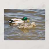 Mallard Paar Postkarte (Vorderseite)