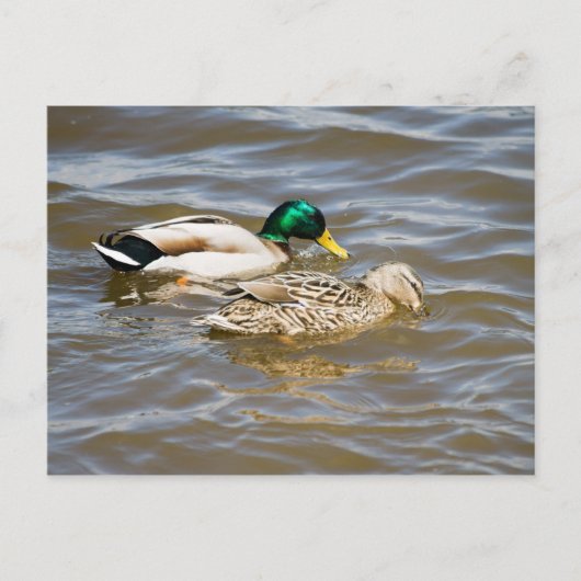 Mallard Paar Postkarte (Vorderseite)