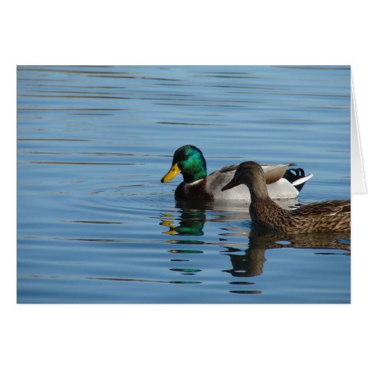 Mallard Pair (Vorderseite (Horizontal))