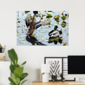 Mallard Pair in den Lily Pads Poster (Heimbüro)