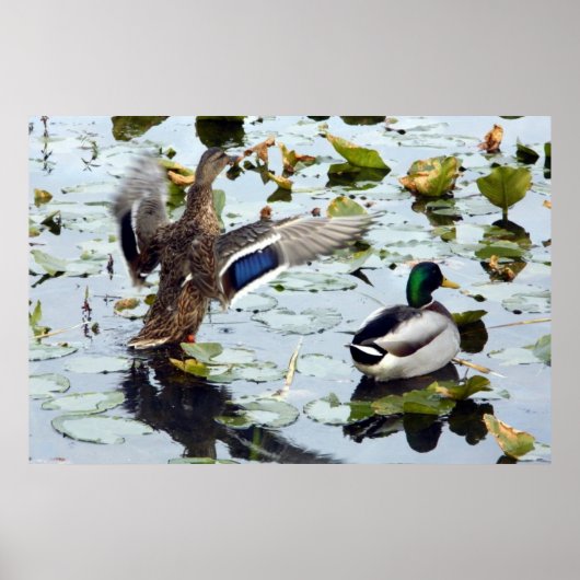 Mallard Pair in den Lily Pads Poster (Vorne)
