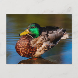 Mallard Portrait Postkarte