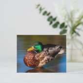 Mallard Portrait Postkarte (Stehend Vorderseite)