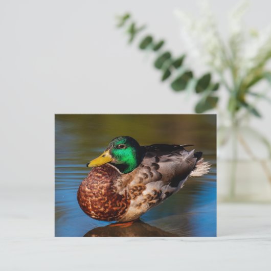 Mallard Portrait Postkarte (Stehend Vorderseite)