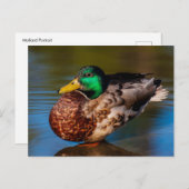 Mallard Portrait Postkarte (Vorne/Hinten)