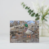 Mallard Postcard Postkarte (Stehend Vorderseite)