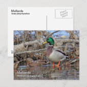 Mallard Postcard Postkarte (Vorne/Hinten)