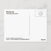 Mallard Postcard Postkarte (Rückseite)