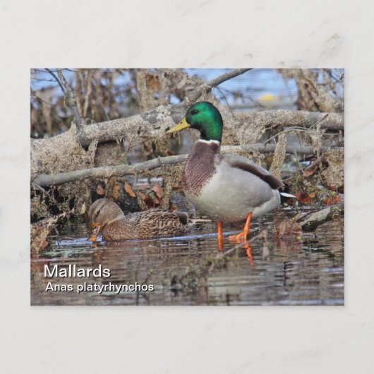 Mallard Postcard Postkarte (Vorderseite)