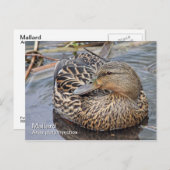 Mallard Postcard Postkarte (Vorne/Hinten)