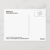 Mallard Postcard Postkarte (Rückseite)