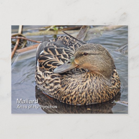 Mallard Postcard Postkarte (Vorderseite)