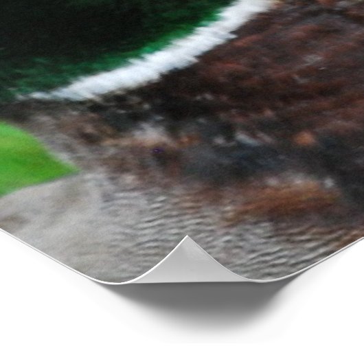 Mallard Poster (Ecke)