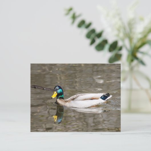Mallard Postkarte (Stehend Vorderseite)