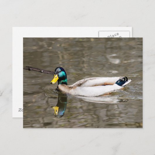 Mallard Postkarte (Vorne/Hinten)