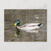Mallard Postkarte (Vorderseite)