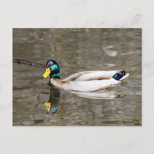 Mallard Postkarte (Vorderseite)