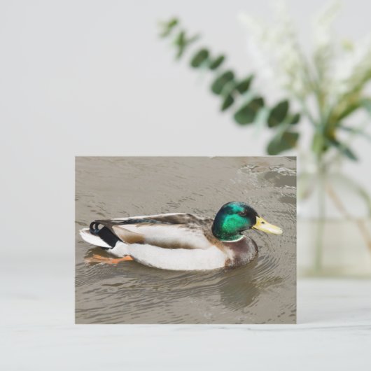 Mallard Postkarte (Stehend Vorderseite)